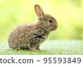 Cute little rabbit on green grass with natural bokeh as background during spring. Young adorable bunny playing in garden. Lovely pet at park in spring. 95593849