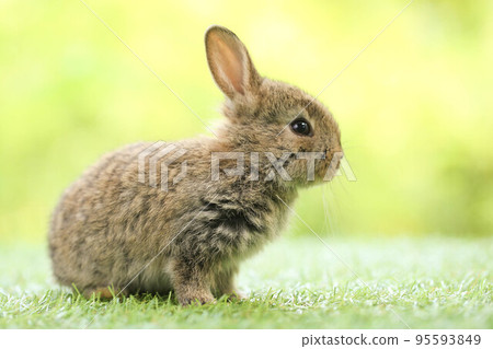 Cute little rabbit on green grass with natural bokeh as background during spring. Young adorable bunny playing in garden. Lovely pet at park in spring. 95593849
