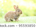 Cute little rabbit on green grass with natural bokeh as background during spring. Young adorable bunny playing in garden. Lovely pet at park in spring. 95593850