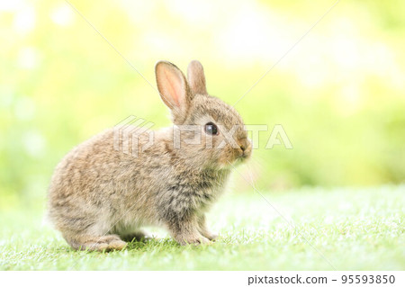 Cute little rabbit on green grass with natural bokeh as background during spring. Young adorable bunny playing in garden. Lovely pet at park in spring. 95593850
