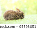 Cute little rabbit on green grass with natural bokeh as background during spring. Young adorable bunny playing in garden. Lovely pet at park in spring. 95593851