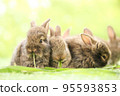 Cute little rabbit on green grass with natural bokeh as background during spring. Young adorable bunny playing in garden. Lovely pet at park in spring. 95593853