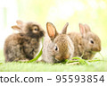 Cute little rabbit on green grass with natural bokeh as background during spring. Young adorable bunny playing in garden. Lovely pet at park in spring. 95593854