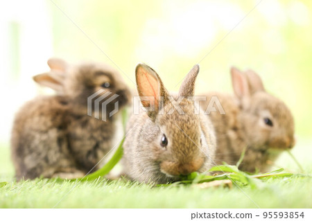 Cute little rabbit on green grass with natural bokeh as background during spring. Young adorable bunny playing in garden. Lovely pet at park in spring. 95593854