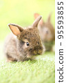 Cute little rabbit on green grass with natural bokeh as background during spring. Young adorable bunny playing in garden. Lovely pet at park in spring. 95593855