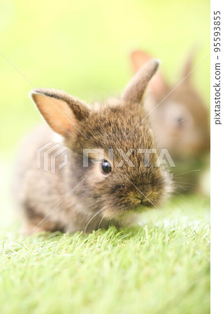 Cute little rabbit on green grass with natural bokeh as background during spring. Young adorable bunny playing in garden. Lovely pet at park in spring. 95593855