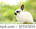 Cute little rabbit on green grass with natural bokeh as background during spring. Young adorable bunny playing in garden. Lovely pet at park in spring. 95593856