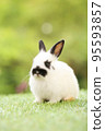 Cute little rabbit on green grass with natural bokeh as background during spring. Young adorable bunny playing in garden. Lovely pet at park in spring. 95593857