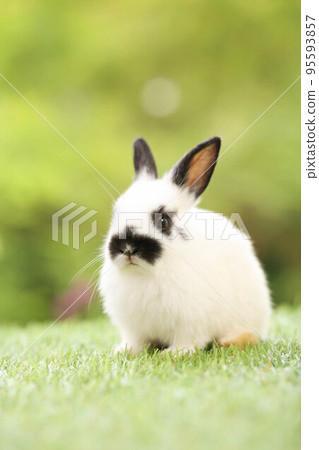 Cute little rabbit on green grass with natural bokeh as background during spring. Young adorable bunny playing in garden. Lovely pet at park in spring. 95593857