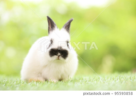 Cute little rabbit on green grass with natural bokeh as background during spring. Young adorable bunny playing in garden. Lovely pet at park in spring. 95593858