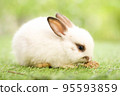 Cute little rabbit on green grass with natural bokeh as background during spring. Young adorable bunny playing in garden. Lovely pet at park in spring. 95593859
