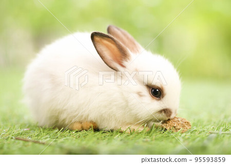 Cute little rabbit on green grass with natural bokeh as background during spring. Young adorable bunny playing in garden. Lovely pet at park in spring. 95593859