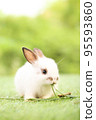 Cute little rabbit on green grass with natural bokeh as background during spring. Young adorable bunny playing in garden. Lovely pet at park in spring. 95593860