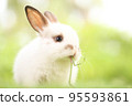 Cute little rabbit on green grass with natural bokeh as background during spring. Young adorable bunny playing in garden. Lovely pet at park in spring. 95593861