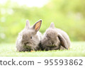 Cute little rabbit on green grass with natural bokeh as background during spring. Young adorable bunny playing in garden. Lovely pet at park in spring. 95593862