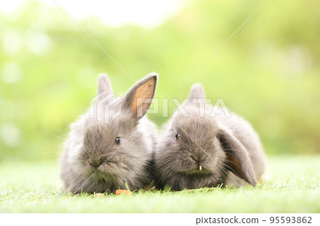 Cute little rabbit on green grass with natural bokeh as background during spring. Young adorable bunny playing in garden. Lovely pet at park in spring. 95593862