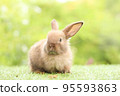 Cute little rabbit on green grass with natural bokeh as background during spring. Young adorable bunny playing in garden. Lovely pet at park in spring. 95593863