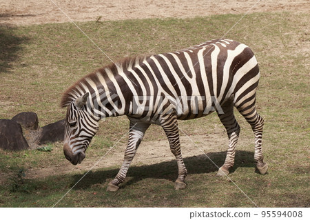 動物斑馬 95594008