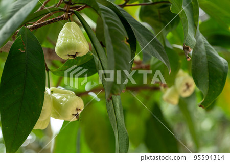 Rembo's fruit Rembo's fruit 95594314