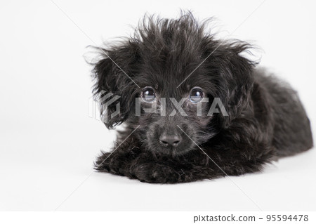 Mixed breed puppy lying down and looking at camera Mixed breed puppy lying down and looking at camera 95594478