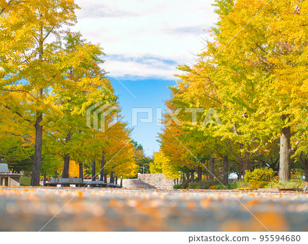 Niigata Prefectural Sports Park Autumn scenery 95594680