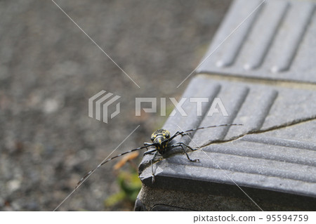 Adult longhorn beetle 95594759