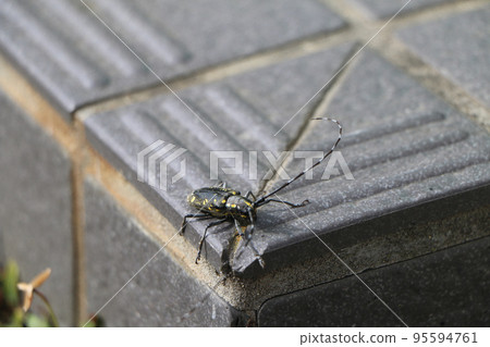Adult longhorn beetle 95594761