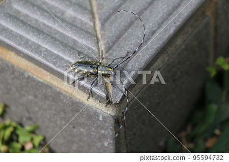 Adult longhorn beetle 95594782