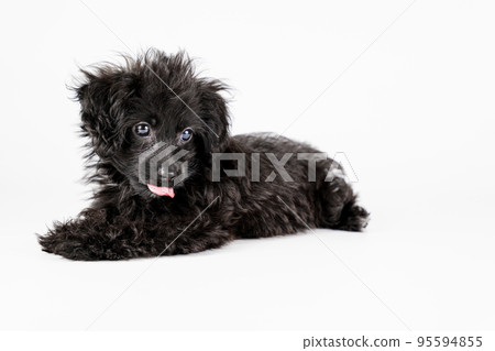 A mix puppy that turns around and sticks out its tongue A mix puppy that turns around and sticks out its tongue 95594855