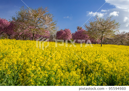 Field of rapeseed flowers and cherry blossoms Senbonzakura on the south side of Akagi, Maebashi City, Gunma Prefecture Field of rapeseed flowers and cherry blossoms Senbonzakura on the south side of Akagi, Maebashi City, Gunma Prefecture 95594980