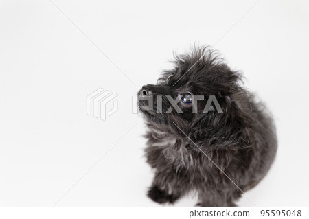 Mix puppy sitting and looking up Mix puppy sitting and looking up 95595048
