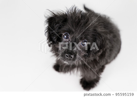 Mix puppy looking up at the camera Mix puppy looking up at the camera 95595159