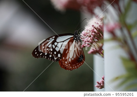 蝴蝶昆蟲 蝴蝶昆蟲 95595201