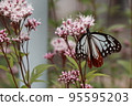 蝴蝶昆蟲 95595203