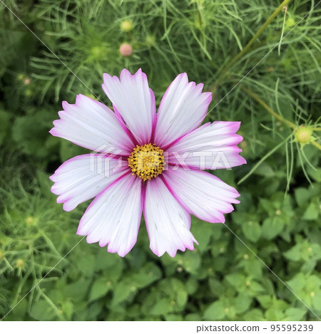 Close view of white cosmos flowers with pink border Close view of white cosmos flowers with pink border 95595239