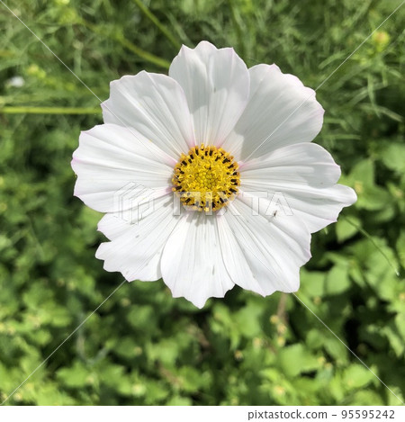 White cosmos flower close view 95595242