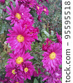 A bush of blooming pink chrysanthemums. 95595518