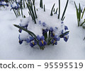 Bush of blue flowers in the snow. 95595519