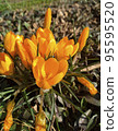 Flowering bush of bright yellow crocus. 95595520