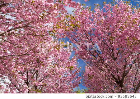 藍天映襯下的櫻花 群馬縣前橋市赤城南千本櫻 95595645