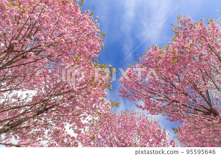 藍天映襯下的櫻花 群馬縣前橋市赤城南千本櫻 藍天映襯下的櫻花 群馬縣前橋市赤城南千本櫻 95595646