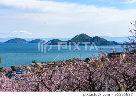 Coastal scenery of the Seto Inland Sea, apricot blossoms in Tajiri Town, Fukuyama City, and Sensui Island in Tomonoura Coastal scenery of the Seto Inland Sea, apricot blossoms in Tajiri Town, Fukuyama City, and Sensui Island in Tomonoura 95595657