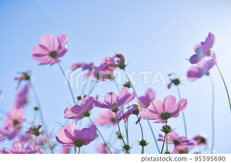 Pink Cosmos and autumn blue sky Pink Cosmos and autumn blue sky 95595690
