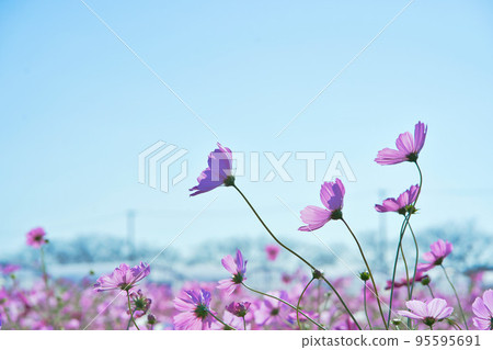 Pink Cosmos and autumn blue sky 95595691