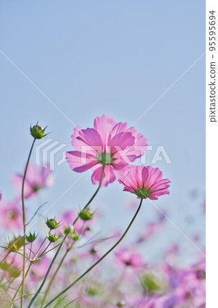 Pink Cosmos and autumn blue sky Pink Cosmos and autumn blue sky 95595694