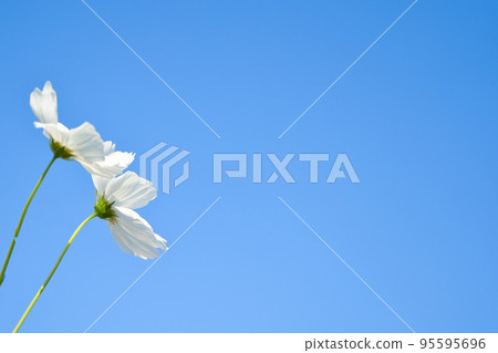 白色的波斯菊和秋天的藍天 95595696