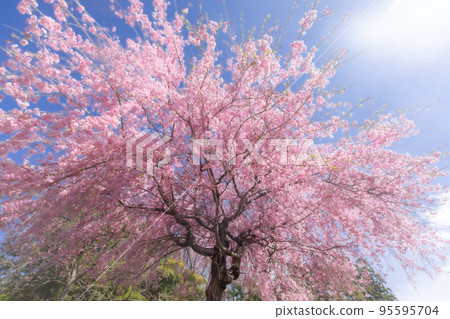 群馬縣前橋市赤城南側的藍天千本櫻，紅色垂枝櫻花閃耀 95595704