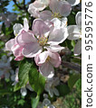 Pink flowers of an apple tree on a branch close-up. 95595776