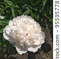 Single light pink peony flower. 95595778