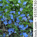Blue veronica flowers. 95595780